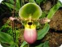 Paph. Pinocchio - knospig